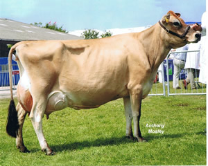 Quintrell PSJM Ultramarine- 7th lact